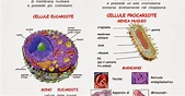 Paradiso delle mappe: Le cellule eucariote e procariote