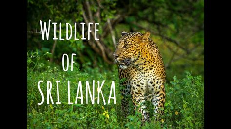 Newest 31 Sri Lanka Wildlife