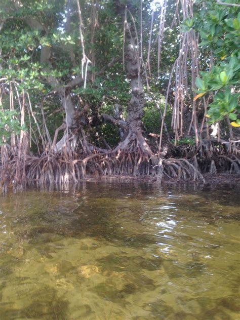 mangroves are vital and highly productive ecosystems that need to be preserved they provide