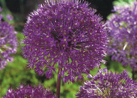 Purple Balls Of Allium Flower Bulb Crazy