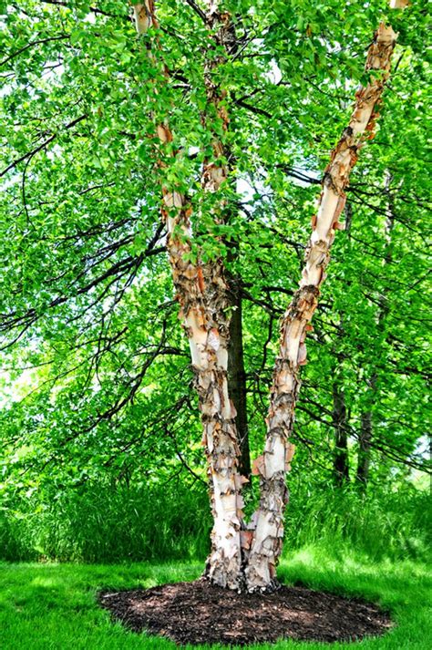 Copper Birch Tree 3 Pack Betula Nigra Fall Color Drought Etsy