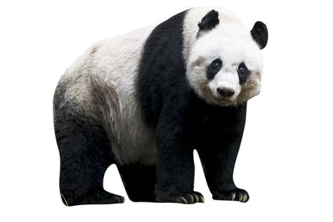 Panda Gigante Panda Png Lindo Panda Png Em Alta Resolu O Riset