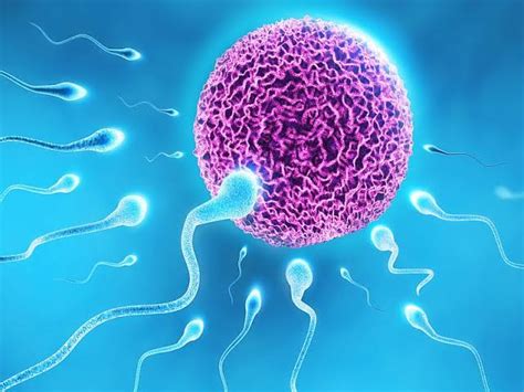 Asthenozoospermia Types Symptoms Causes And Treatment Santripty