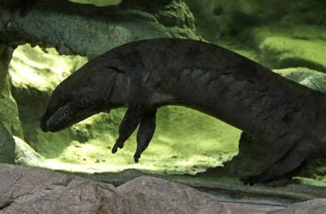 Giant Salamander Scientists Believe This Newly Discovered Animal Is