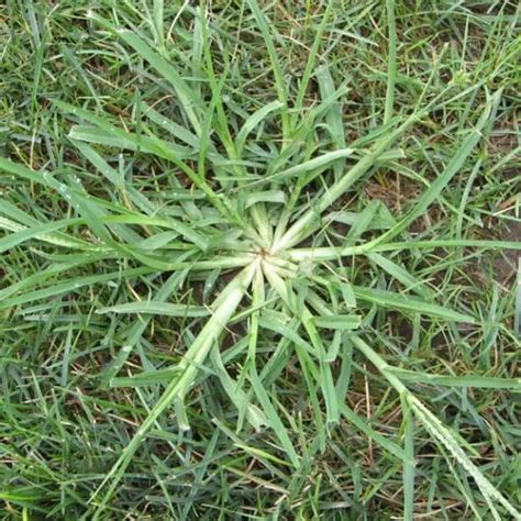 Quackgrass Vs Crabgrass Green Lawn Fertilizing