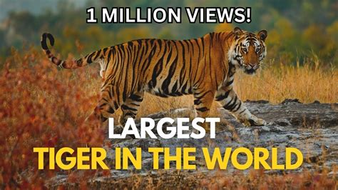 Largest Tiger In The World Youtube