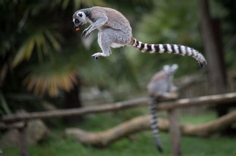 Almost All Madagascars Lemur Species Face Extinction According To