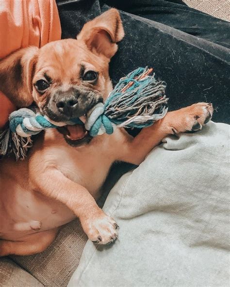 15 Cute And Funny Pictures Of Puggle Puppies That Will Make Any Dog