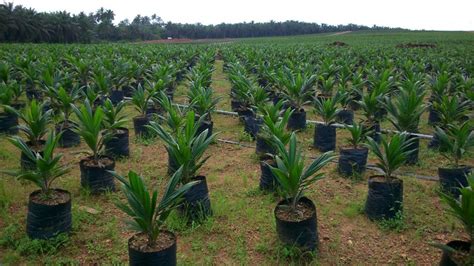 How To Start High Yield Palm Tree Plantation In Nigeria Wealth Result
