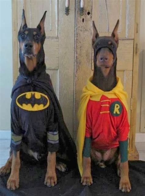 18 Super Cool Dog Halloween Costumes