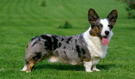 Show puppies are by special arrangement only. Cardigan Welsh Corgi Breed Information