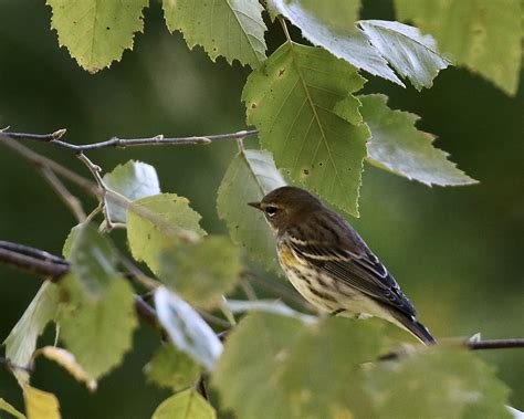 Yellow Rumped Warbler In River Birch Tre Dan Getman Bird Photos