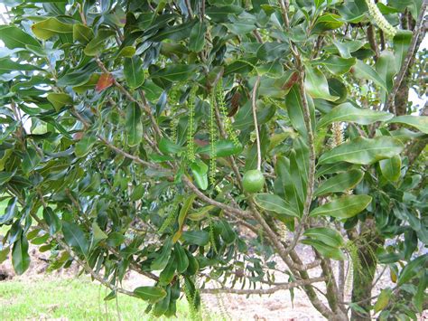 Garden Guy Hawaii Cacoa Macadamia Nut And Coffee Trees Climate