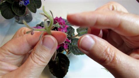 African Violet Propagation By Blossom Stems Youtube