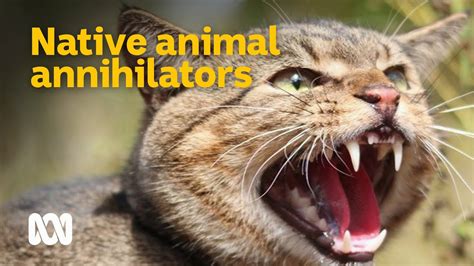 Feral Cats Australias Native Animal Annihilators 😼🦜 Meet The