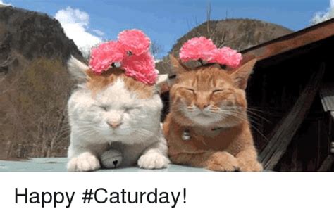At memesmonkey.com find thousands of memes categorized into thousands of categories. Happy #Caturday! | Caturday Meme on SIZZLE
