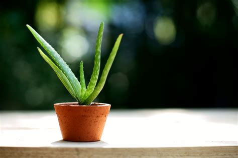 Growing Aloe From Seeds Learn How To Collect Aloe Seeds For Planting