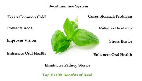 Basil Health Benefits And Nutrition Facts Top 10 Home Remedies