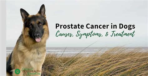 Prostate Cancer In Dogs Signs Causes Treatment Options