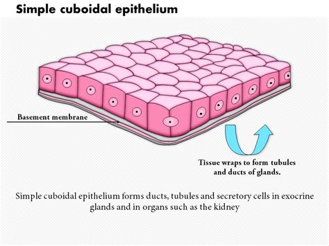 Simple Cuboidal Epithelium Labeled Basement Membrane