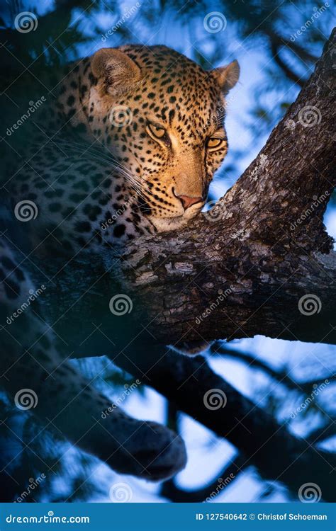 Female Leopards Resting In Tree With Dusky Background Stock Photo