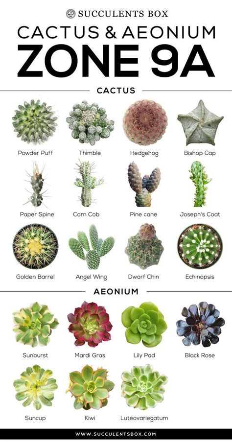Succulent Images And Names
