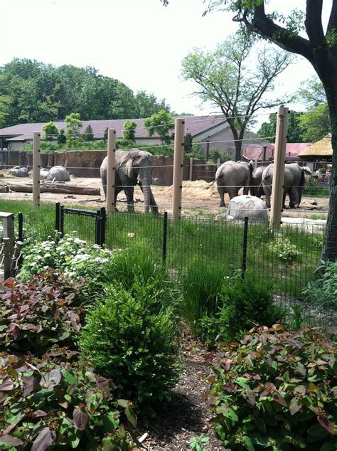 Elephants At The Cleveland Zoo Cleveland Zoo Zoo Cleveland