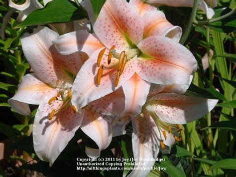 Photo Of The Bloom Of Lily Lilium Salmon Star Posted By Joy