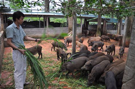 Cận Cảnh Trang Trại Lợn Rừng Gà Rừng Ntc
