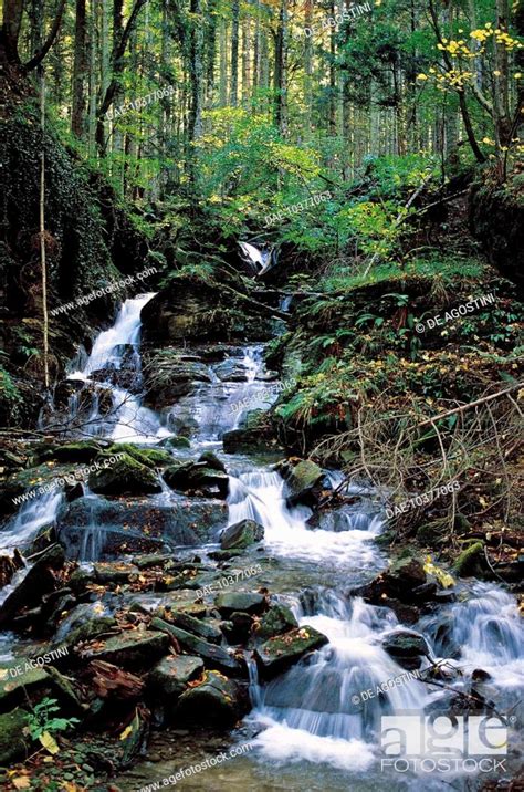 Watercourse Casentino Forest National Park Mount Falterona Campigna