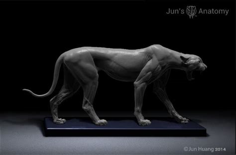 Artstation Cheetah Anatomy Model Jun Huang Cat Anatomy Anatomy