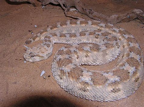 Cerastes Cerastes Horned Sand Viper In Hai Park