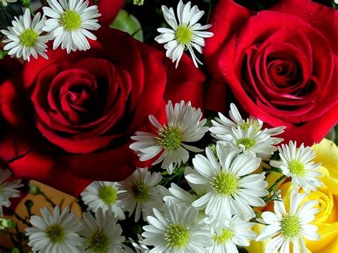 Pretty Roses And Daisies Lovely Flowers Wallpaper Flower Wallpaper