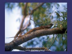 Image Gallery Frilled Neck Lizards February Scribbly Gum Abc Science Online