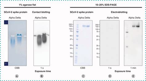 Western Blotting Of Native Proteins From Agarose Gels Biotechniques