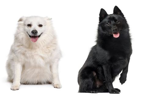Schipperke Colors Characterstics And More