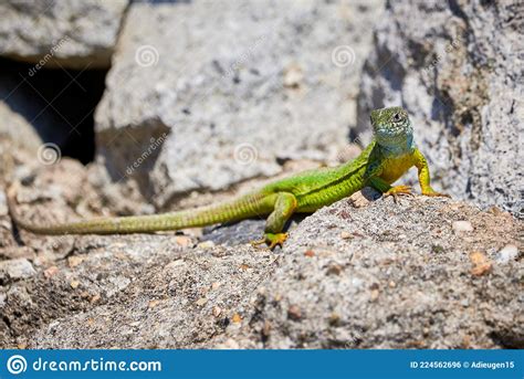 European Green Lizard Lacerta Viridis Sunbathing Stock Photo Image Of