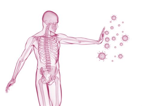 Das Immunsystem Und Seine Bedeutung Für Den Darm