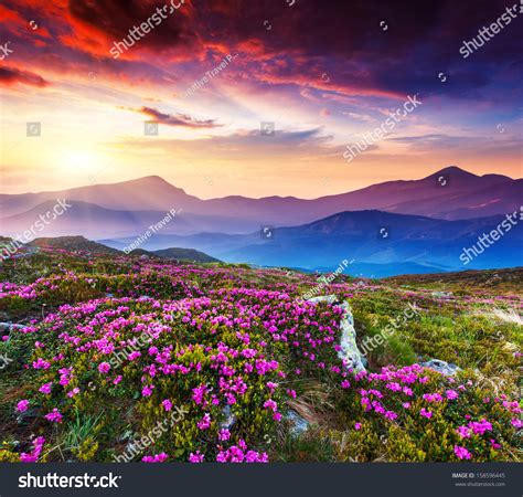 Magic Pink Rhododendron Flowers On Summer Mountain Dramatic Overcast