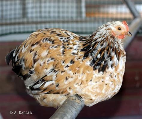 I Raise These Beauties Looooove Mille Fleur Bantam Cochin Pullet Cochin Chickens Chickens And