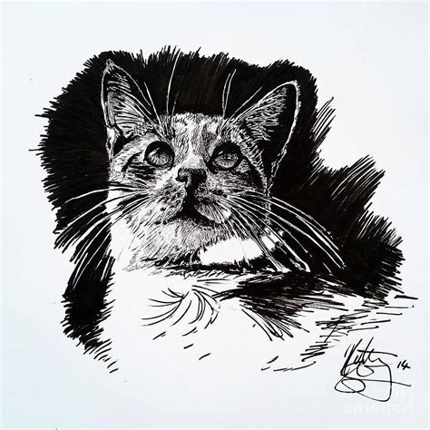 Cat With Ink Drawing By Kirsten Slaney