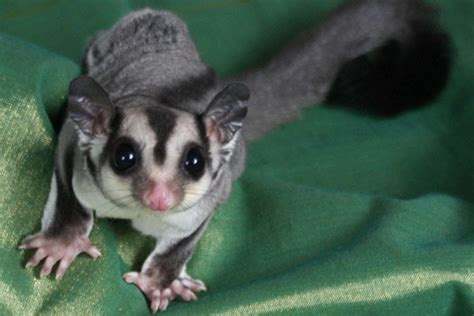 The best pets for apartment living do not disrupt nearby neighbors or damage your home. 15 of the Weirdest Pets That You Can Actually Own in the ...