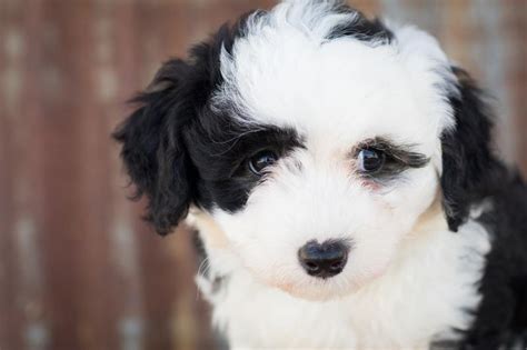 Poochin Japanese Chin And Poodle Mix Info Pictures Characteristics