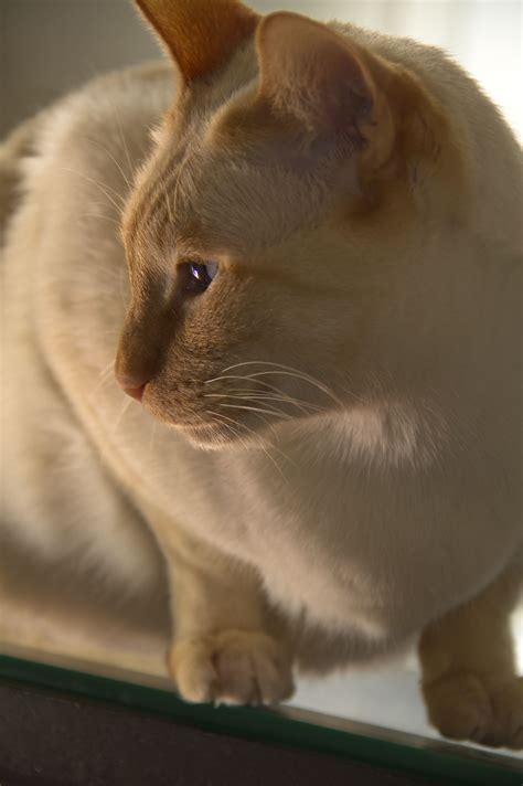 Siamese Cat Red Point By Marta Forgione Photography Siamese Cats