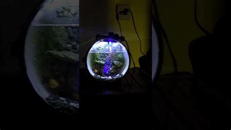 Dijamin, akuarium yang menyatu dengan meja bisa. Aquarium unik dari pvc - YouTube