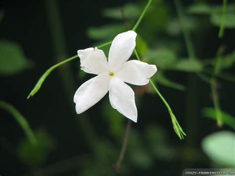 Jasmine Flower Hd Wallpapers Top Free Jasmine Flower Hd Backgrounds