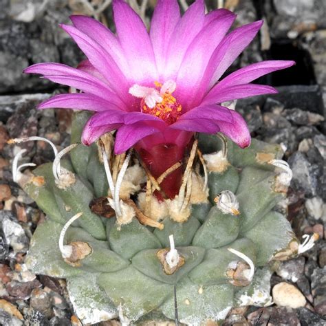 However, there are many types that grow during the winter i was happy to discover that while a cactus' water schedule might be a little more demanding than i had originally thought, it's still a whole lot easier. 13 Rarest Cactus Plants In The World (With Pictures ...