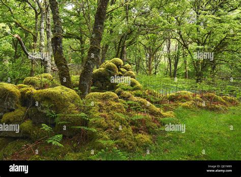 Mature Tree Grows From Moss Covered Stones In Old Forest Stock Photo