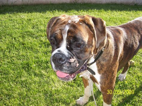 Lumps Or Bumps All Over Our Boxer Page 2 Boxer Forum Boxer Breed