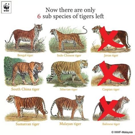 Tiger Species